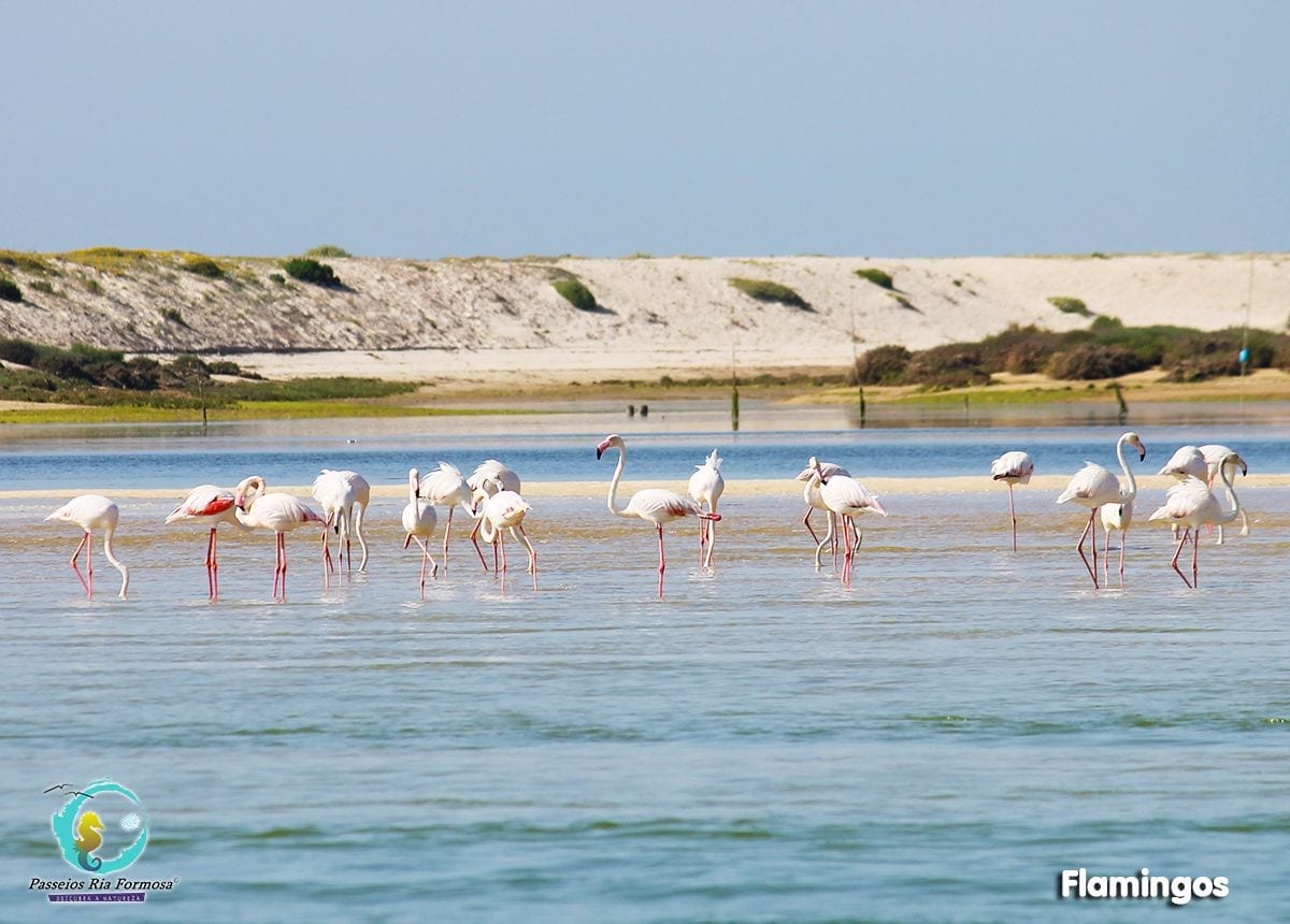 Wo man an der Algarve Flamingos sehen kann