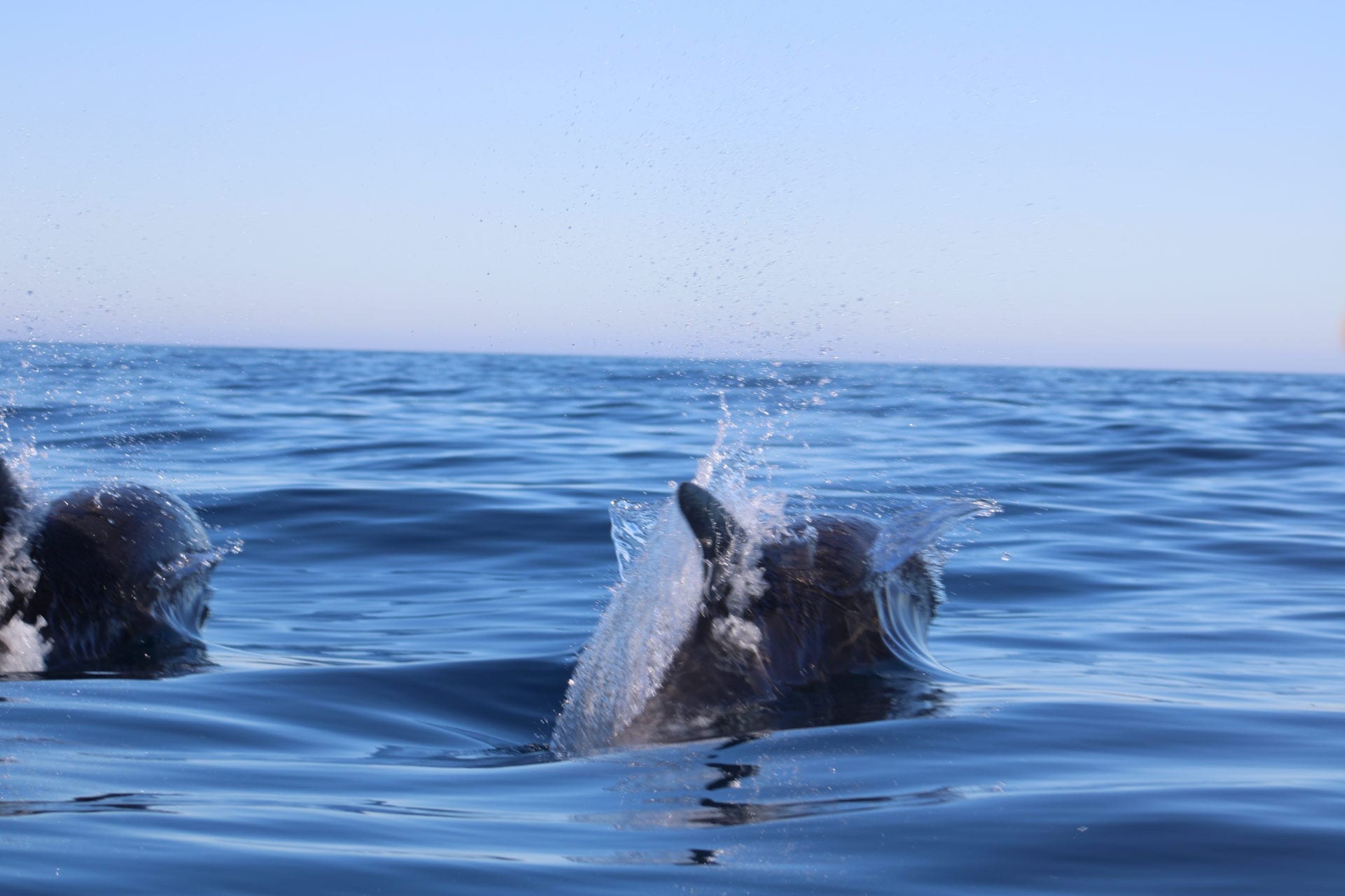 Наблюдение за дельфинами в Кабанаш-де-Тавира