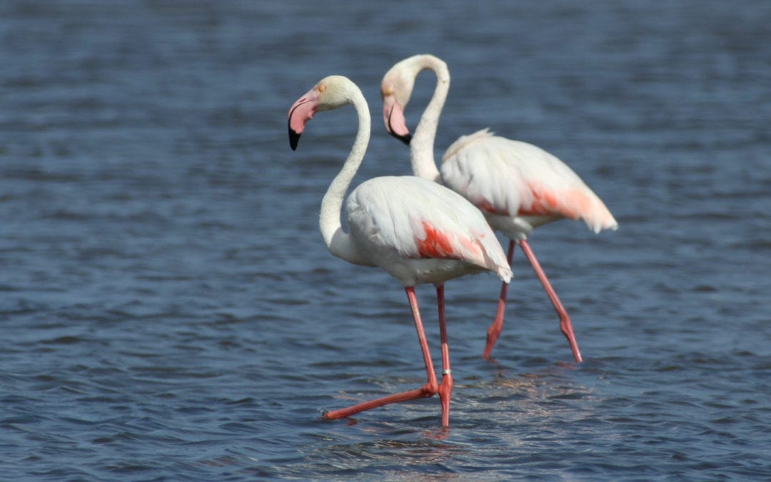 Où voir flamingos à Algarve