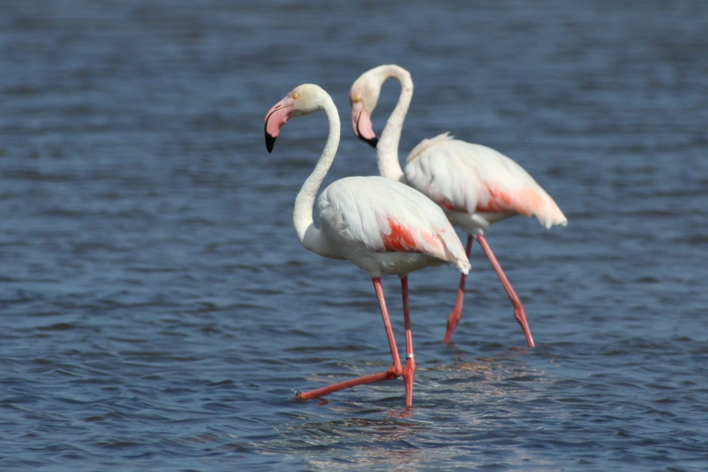 Wo man an der Algarve Flamingos sehen kann