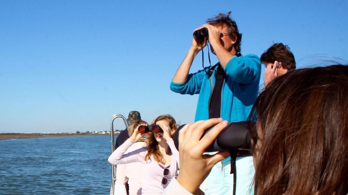 Birdwatching in Ria Formosa from Olhao