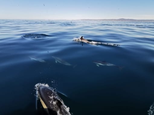 Наблюдение за дельфинами из ольхао