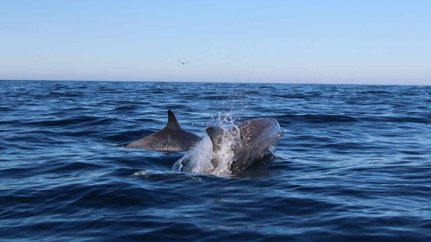 Наблюдение за дельфинами в Кабанаш-де-Тавира