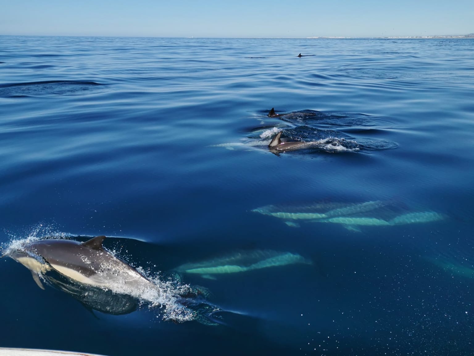 Dauphins en Algarve. Où aller pour voir les dauphins.