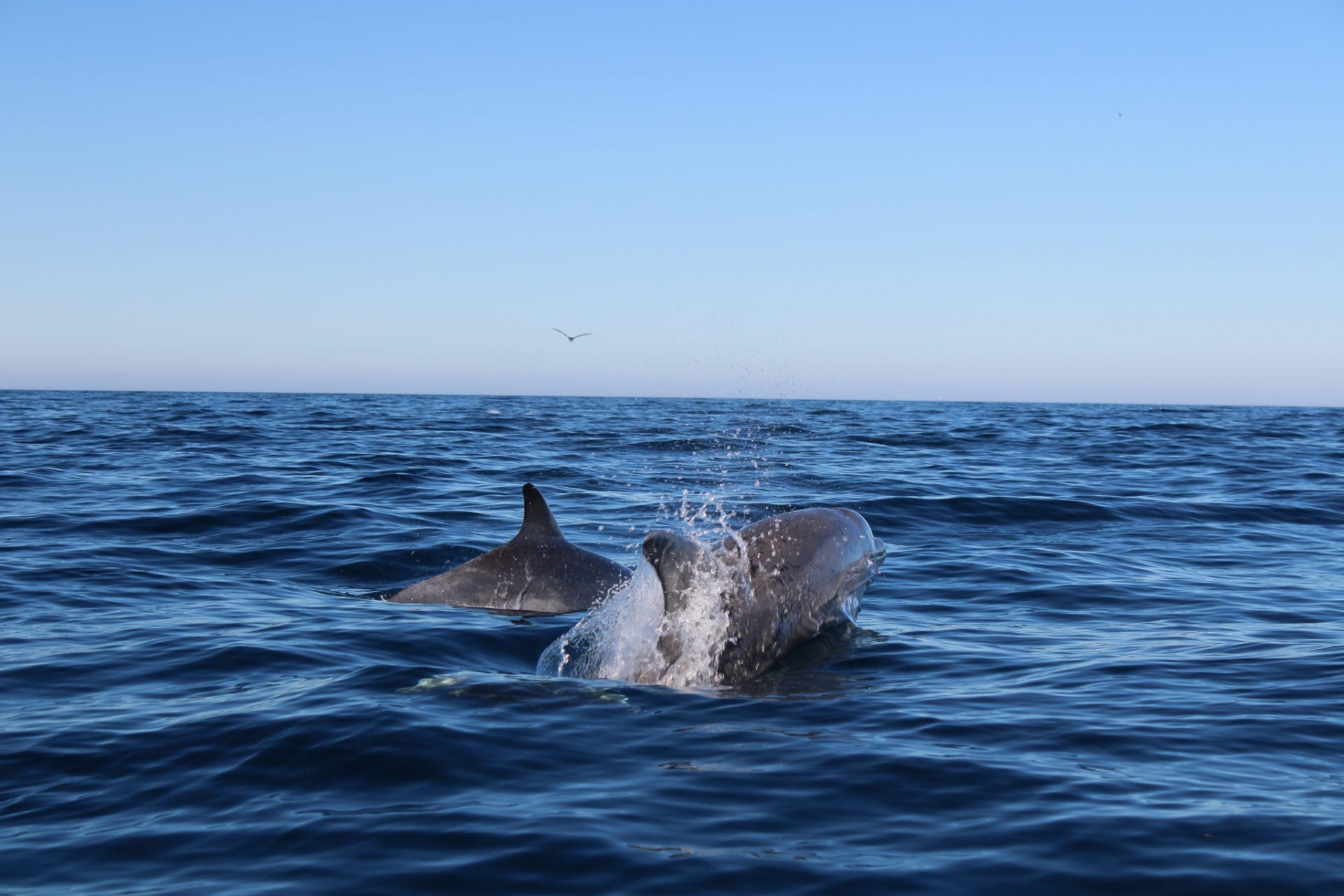 Dauphins à Algarve. Où aller voir des dauphins.