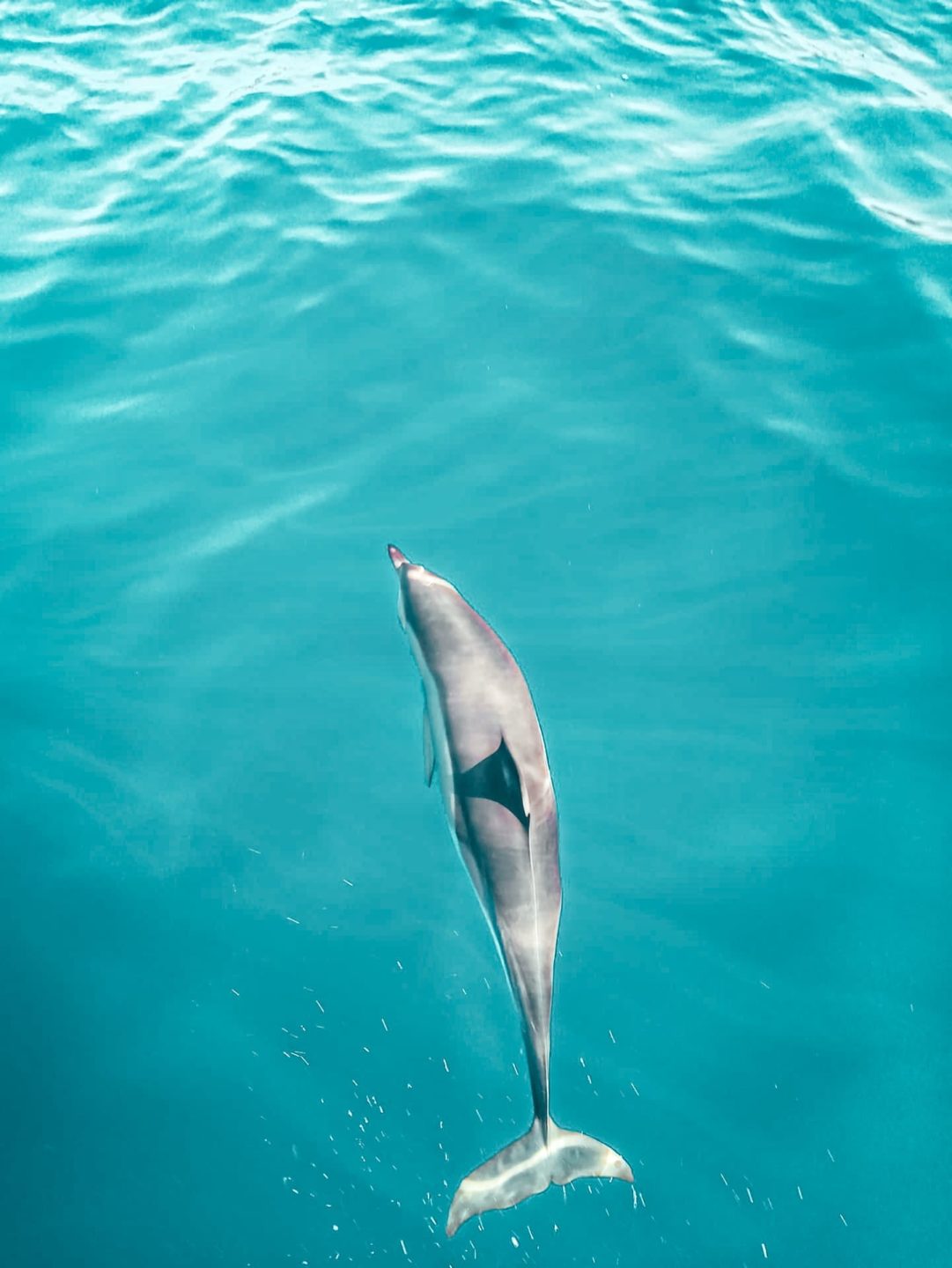 Dauphins en Algarve. Où aller pour voir les dauphins.