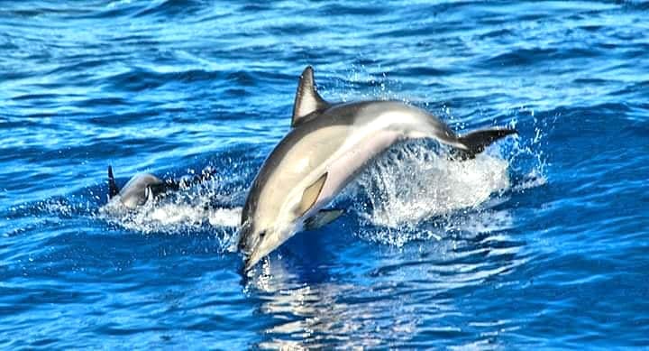 Дельфины в Algarve. Куда сходить посмотреть на дельфинов.
