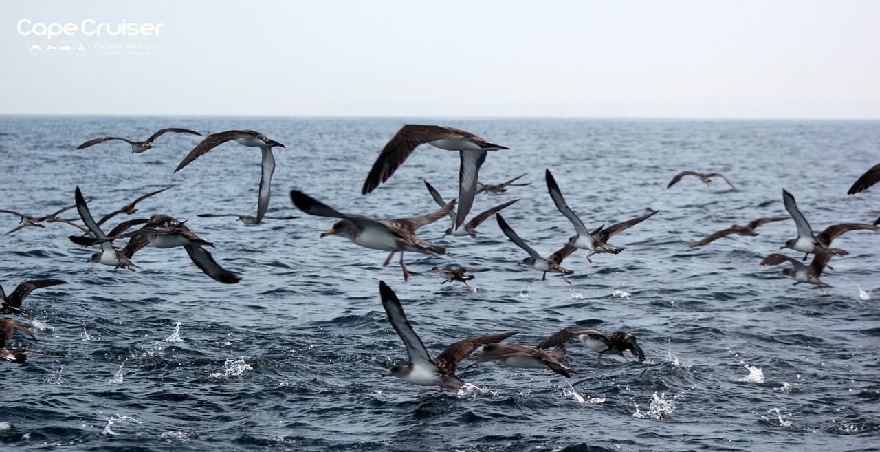 Seabirds Watching Boat Tour von Sagres