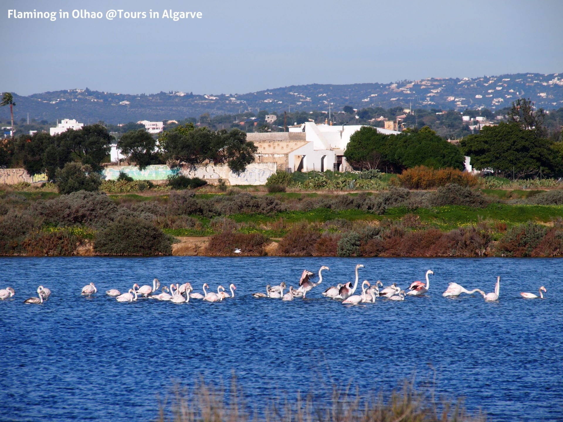 Où voir les flamants roses en Algarve