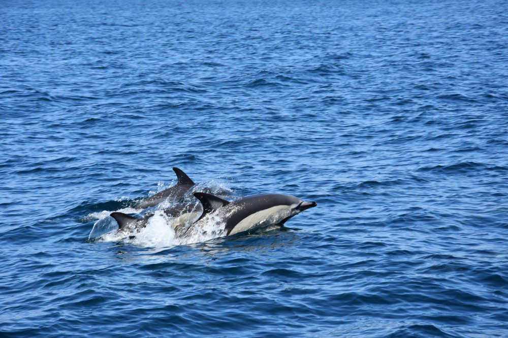 Gruta de Benagil e Observação de Golfinhos em Albufeira