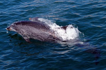 Дельфин Watching & Benagil Caves из Портимао