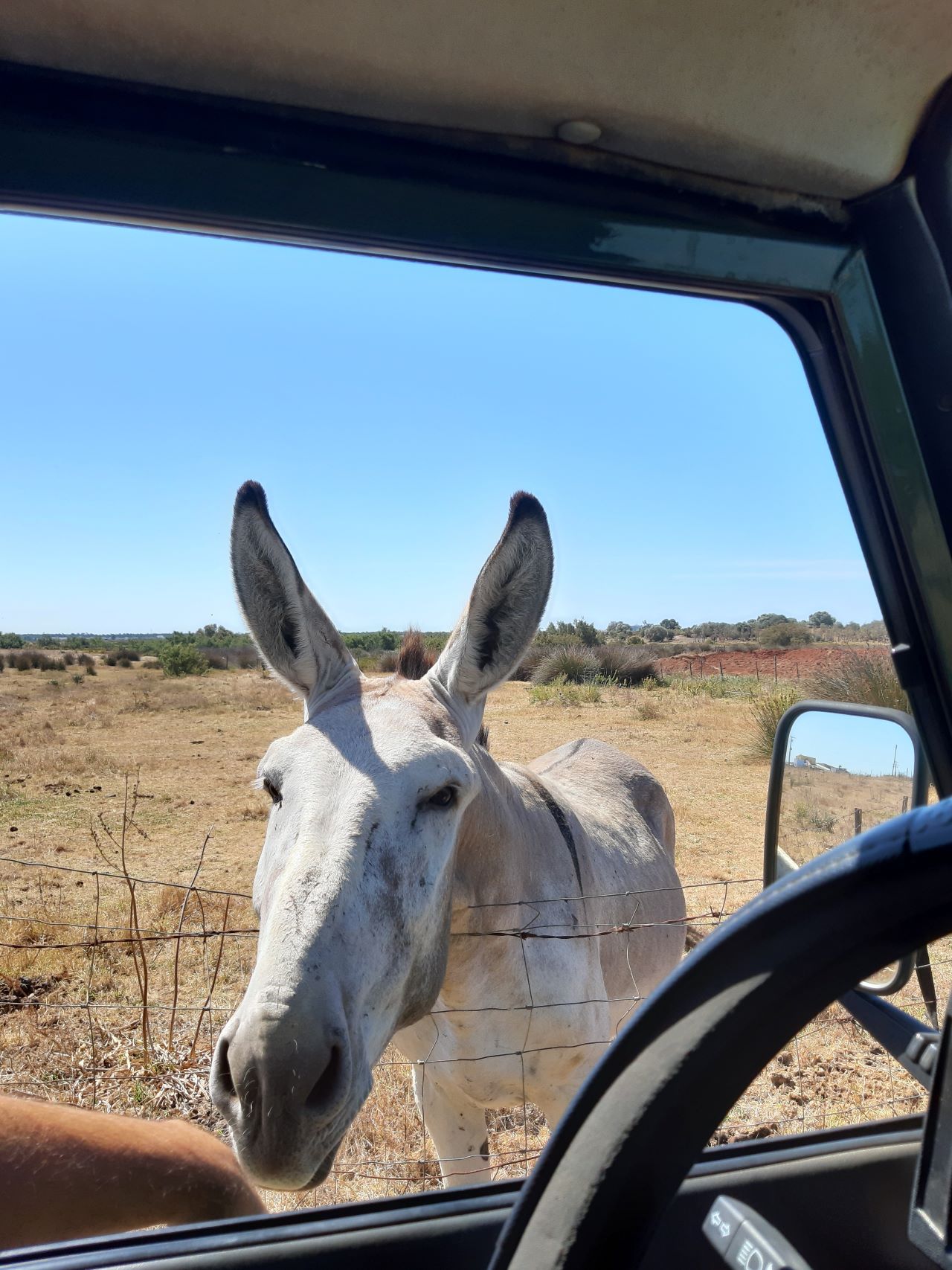 Halbtägige Jeep-Safari – Monte Gordo