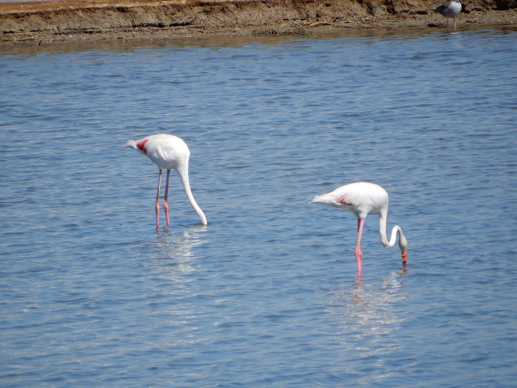 Flamingo Tour in Ria Formosa from Tavira
