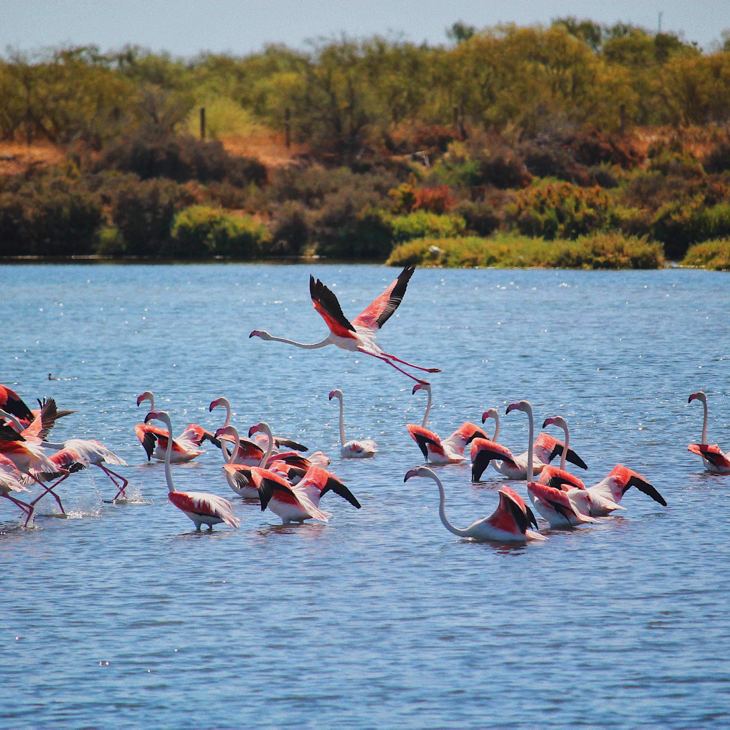 Flamingo-Tour in der Ria Formosa ab Tavira