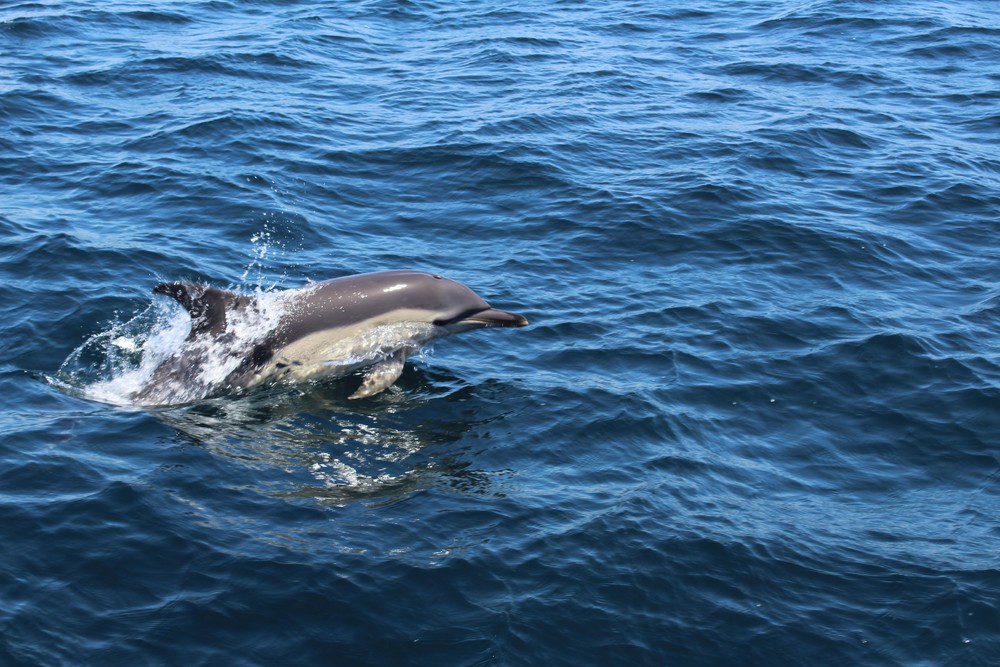 Observation des dauphins à Lagos