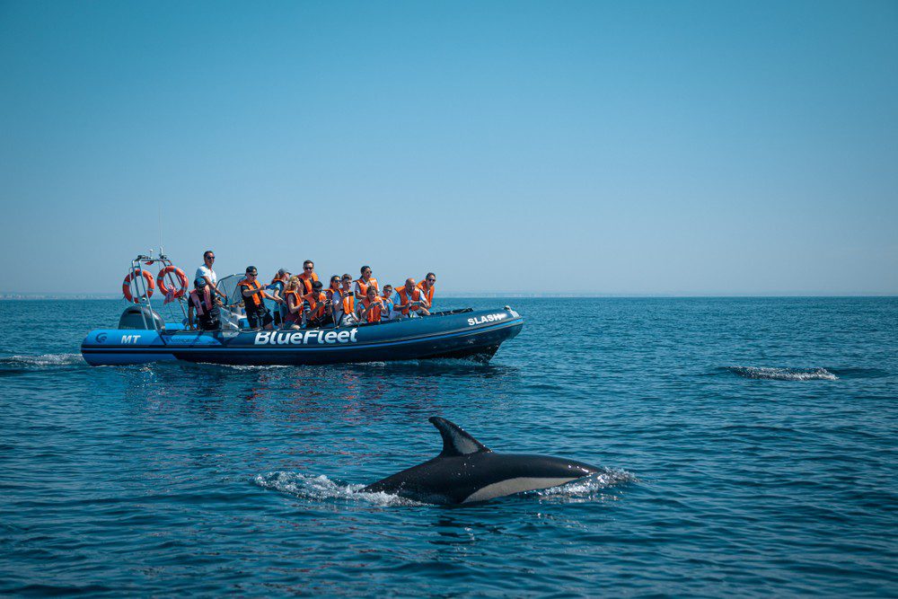 Observación de delfines en Lagos