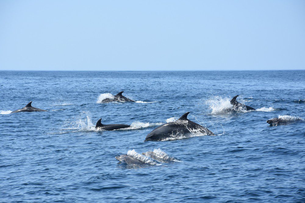 Algarve de Benagil e Observação de Golfinhos de Albufeira