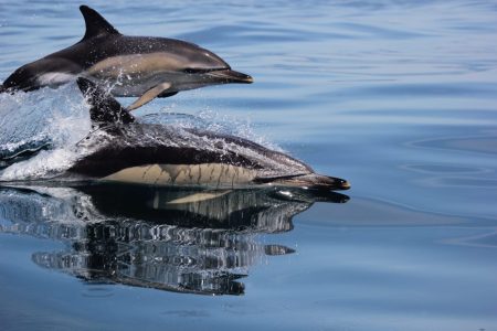 Observación de delfines desde Sagres