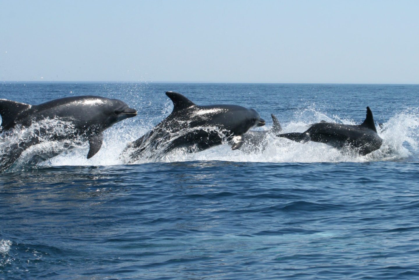 Observación de delfines desde Sagres