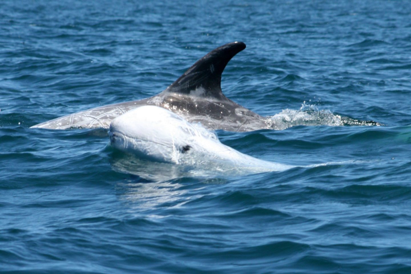 Delfinbeobachtung von Sagres aus