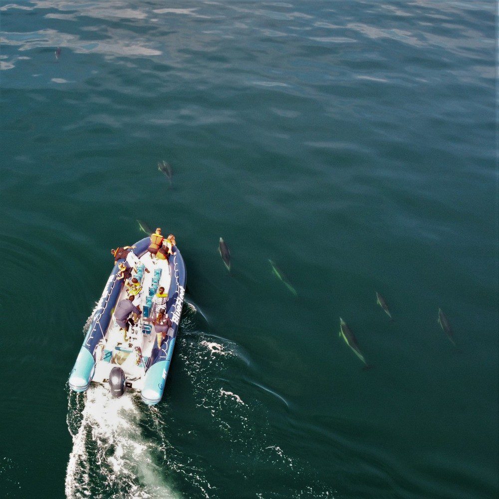 Observação de Golfinhos Lagos