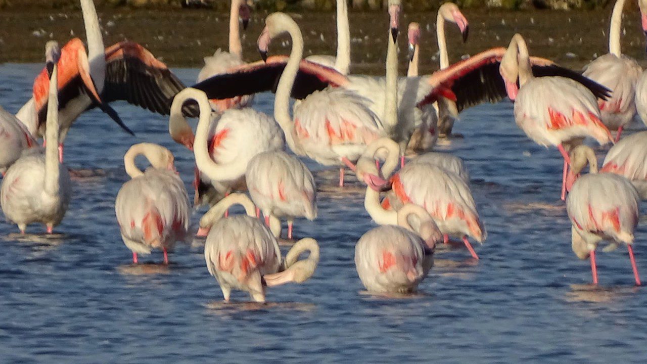 Flamingo Tour in Ria Formosa from Tavira
