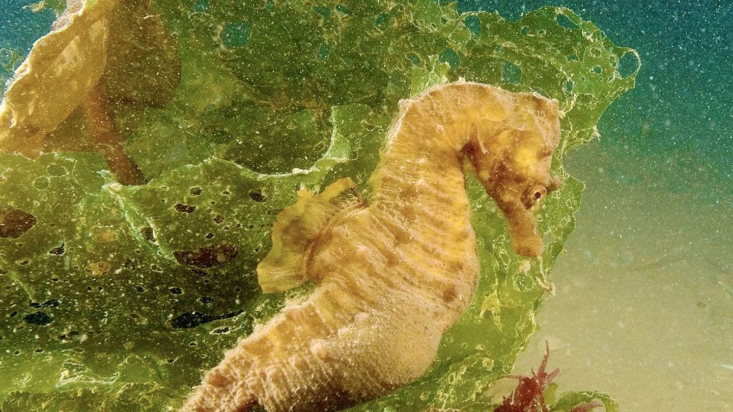 Seahorses Observation in Ria Formosa from Fuseta