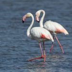 Wo man an der Algarve Flamingos sehen kann