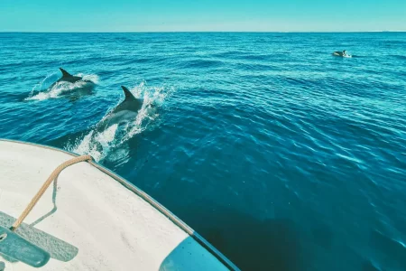 Delfines en el Algarve. Dónde ir a ver delfines.